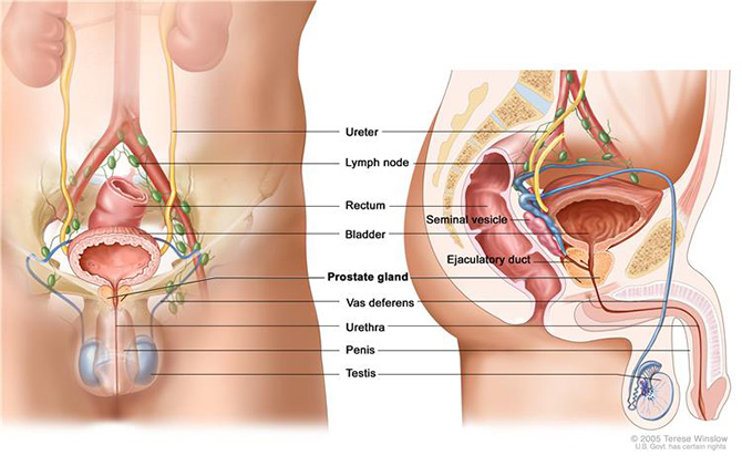 Anatomy of the  male reproductive and urinary systems